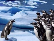 Penguins Slide